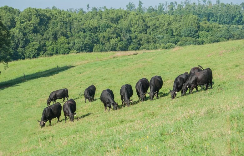 Kentucky Beef Cattle Outlook Webinar Recording